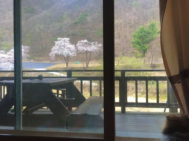  충북 제천 여행/ 반려견 동반 가능 벚꽃 계곡 펜션 숙소, 온새미로펜션