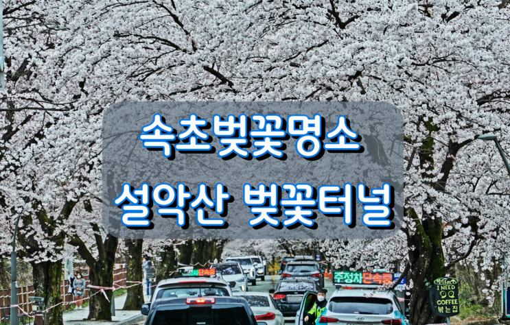 강원도 속초 벚꽃여행 설악산 벚꽃터널 강원도 속초 벚꽃여행 설악산 벚꽃터널