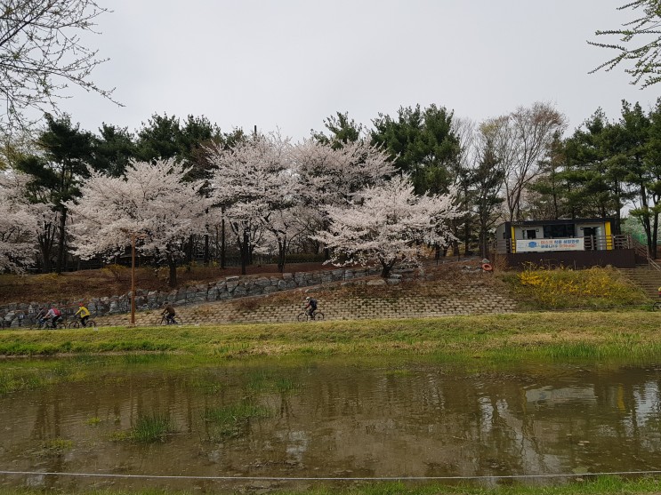 분당 탄천 마루공원의 봄! 벚꽃 구경~