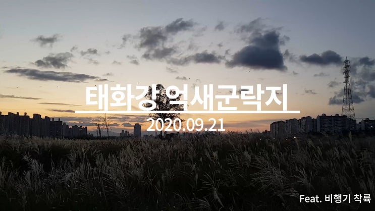  울산 태화강 억새군락지 노을