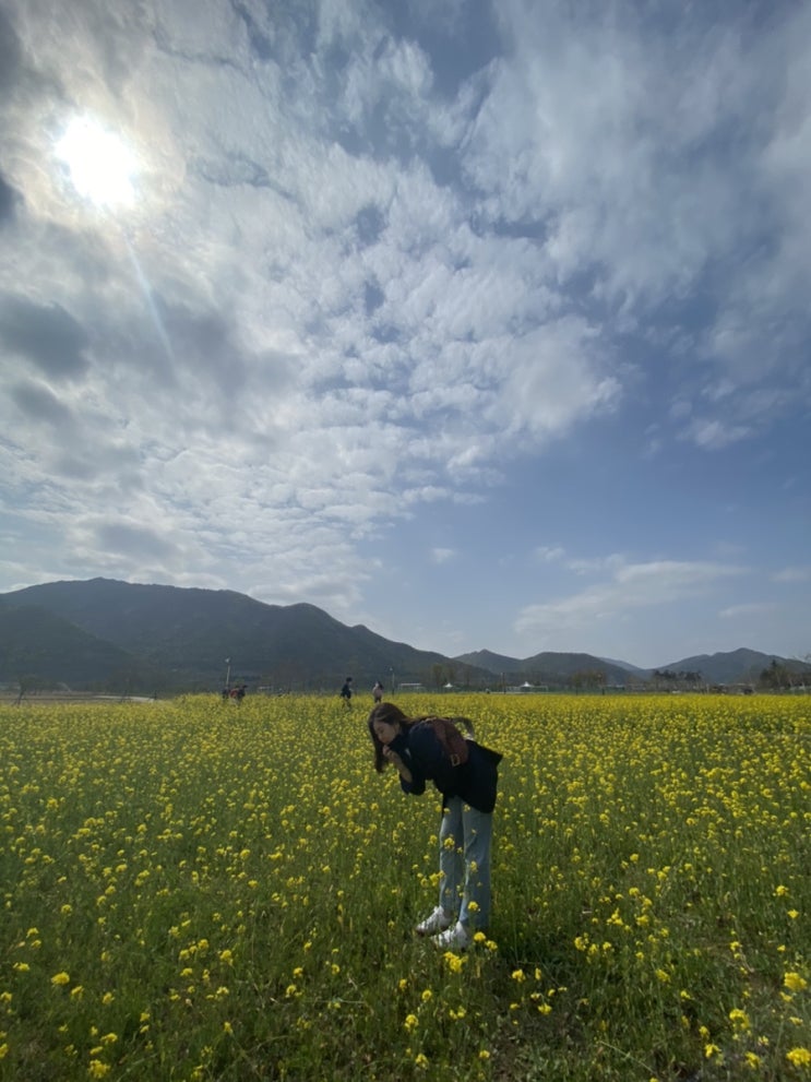  부산 근교 가볼만한곳 :) 유채꽃이 활짝 핀 <양산 황산공원 > 꽃구경 실컷 해요