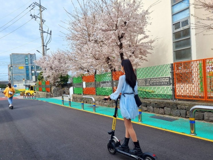  제주도 벚꽃명소