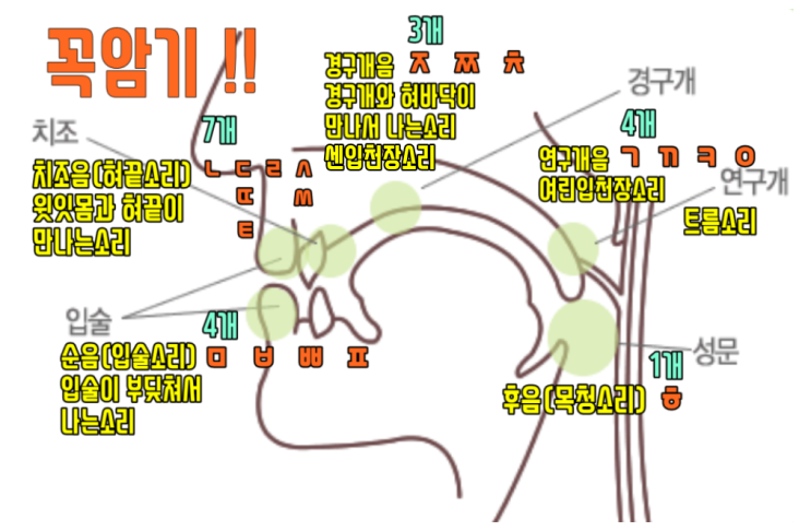  그림으로 알려 주는 조음위치 꼭 암기하자