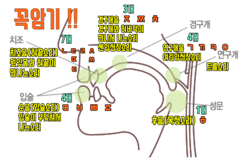 그림으로 알려 주는 조음위치 꼭 암기하자 : 네이버 블로그