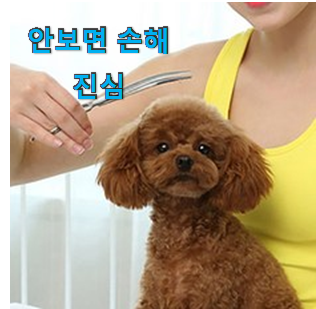  이런건 금방 동날수도 있대요 흥미로운 강아지 가위 선택 봐보세요. 참 맘에드는군요