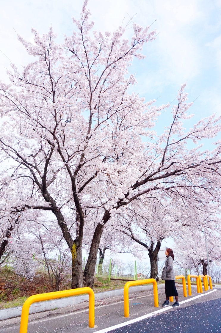  [강원 속초] 벚꽃 흩날리는 봄날, 속초에서
