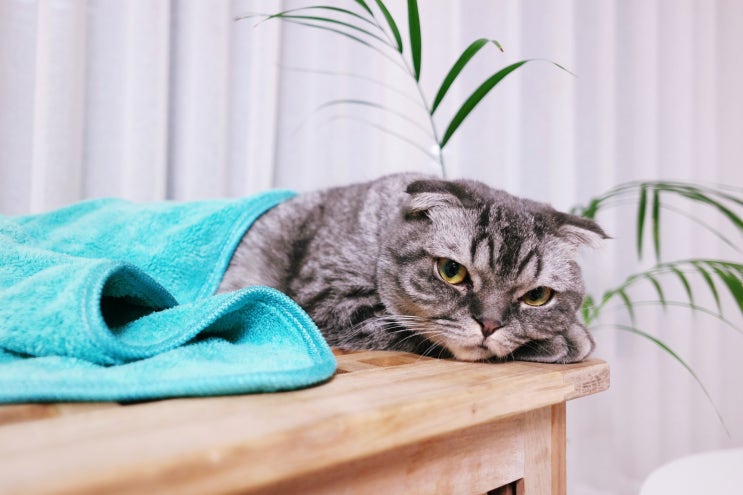 펫모니카 극세사 고양이수건 보들보들한 촉감, 흡수력 대박