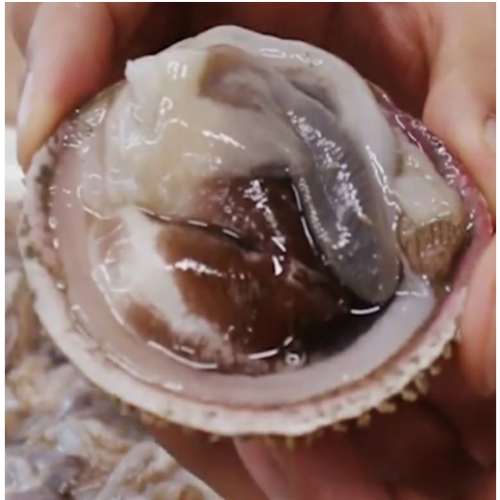 구매평 좋은 새조개 여수 자연산 생물 쿠팡내 가격 파격 인하 2kg 1팩 실중량 500g 전후 ( 홍합 서비스 드립니다 ), 2kg 실중량 (내장제거 손질후 500g) 2인분 ·· 구매평 좋은 새조개 여수 자연산 생물 쿠팡내 가격 파격 인하 2kg 1팩 실중량 500g 전후 ( 홍합 서비스 드립니다 ), 2kg 실중량 (내장제거 손질후 500g) 2인분 ··