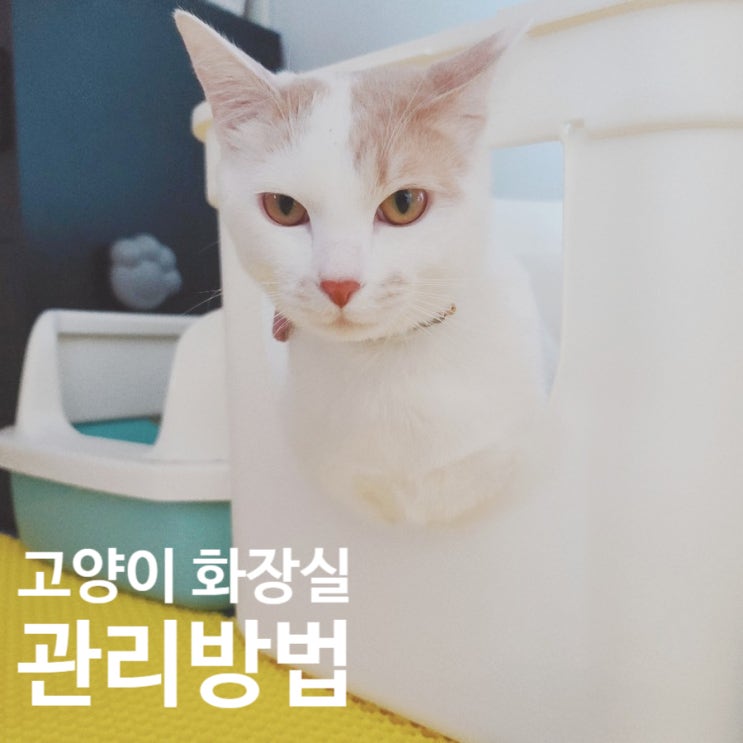  초보집사가 알아야 할 고양이 화장실. 고양이 화장실 관리.  고양이화장실관리 방법 (1탄)