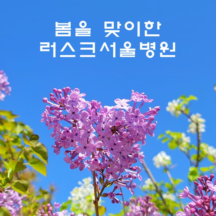  러스크서울병원 옥상정원에 봄이 왔어요! (feat. 주변 명소)