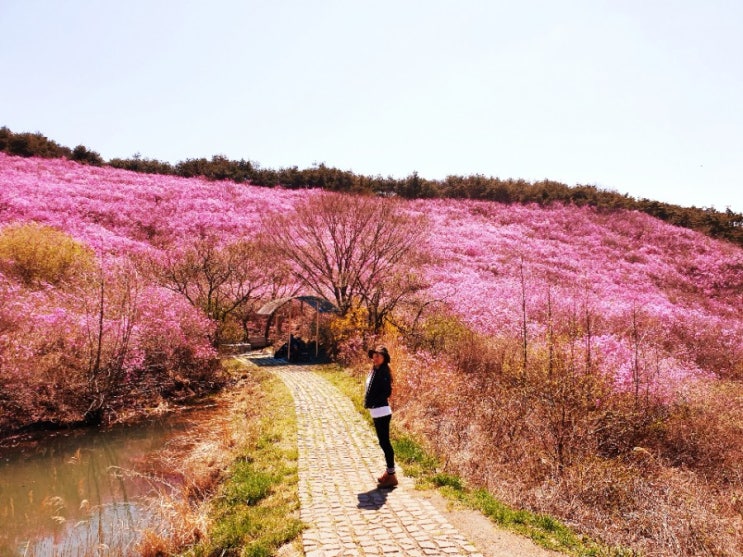 창녕 화왕산 등산코스:군립공원-옥천계곡-일야봉산장-허준세트장-화왕산 진달래 군락지 창녕 화왕산 등산코스:군립공원-옥천계곡-일야봉산장-허준세트장-화왕산 진달래 군락지