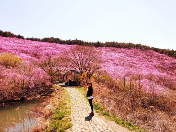 창녕 화왕산 등산코스:군립공원-옥천계곡-일야봉산장-허준세트장-화왕산 진달래 군락지