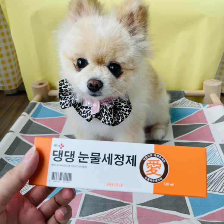  [강아지눈세정제] 헬로마이펫 댕댕카솔 댕댕눈물세정제로 관리해주기!+포메라니안눈물자국