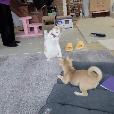 둥이의 냥냥펀치. 고양이 냥펀치. 냥펀치 위력. 강아지와 고양이.강아지와 고양이 사이