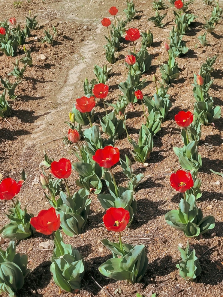  한눈에 반한 레드튤립 