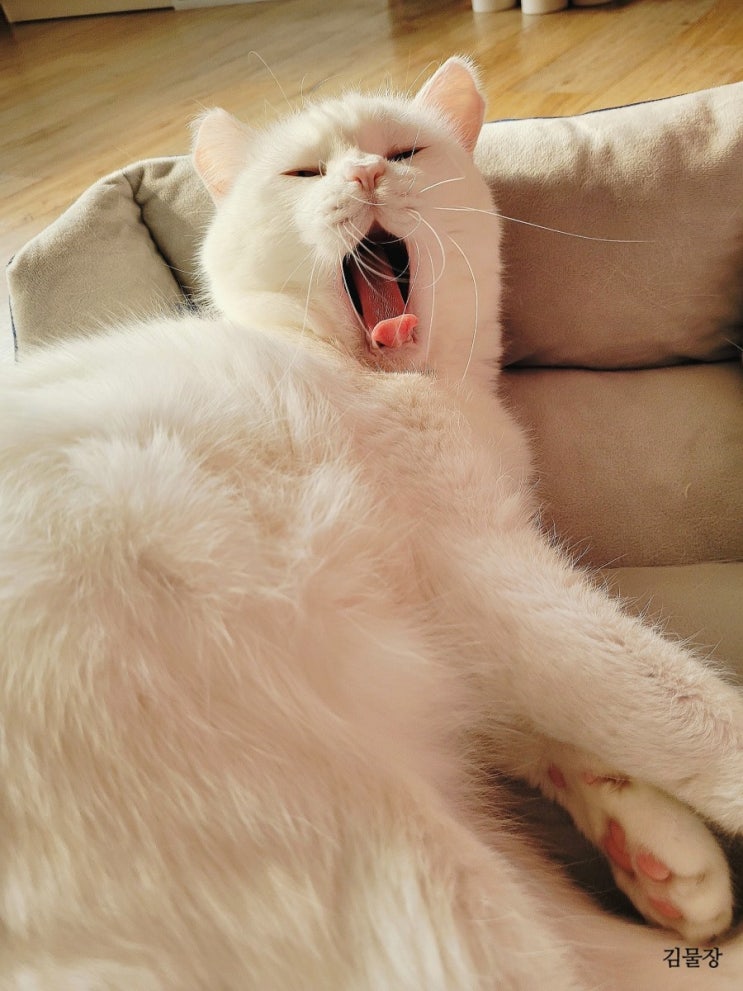  설탕이의 나른한 오후 