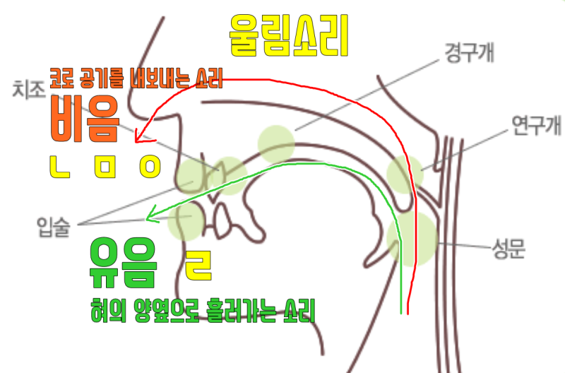 그림으로 알려 주는 조음위치 꼭 암기하자 : 네이버 블로그