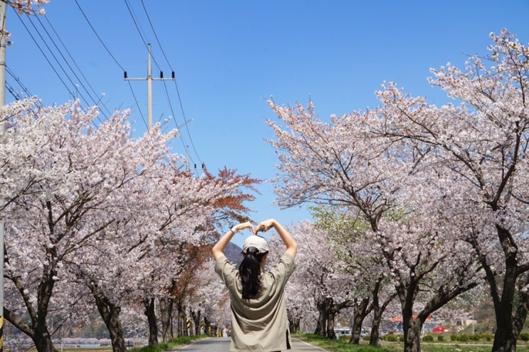 주말에 보령 벚꽃터널 보러 여행 와야하는 이유