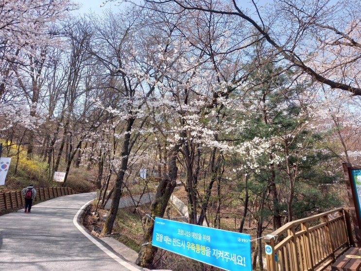 구리시 아차산 둘레길에서 찍은 벚꽃을 올려봅니다.