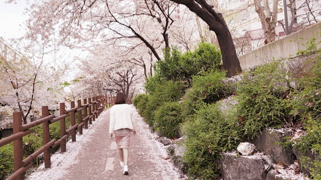 도림천 벚꽃길 구로디지털단지 신대방역 벚꽃지는시기 도림천 벚꽃길 구로디지털단지 신대방역 벚꽃지는시기