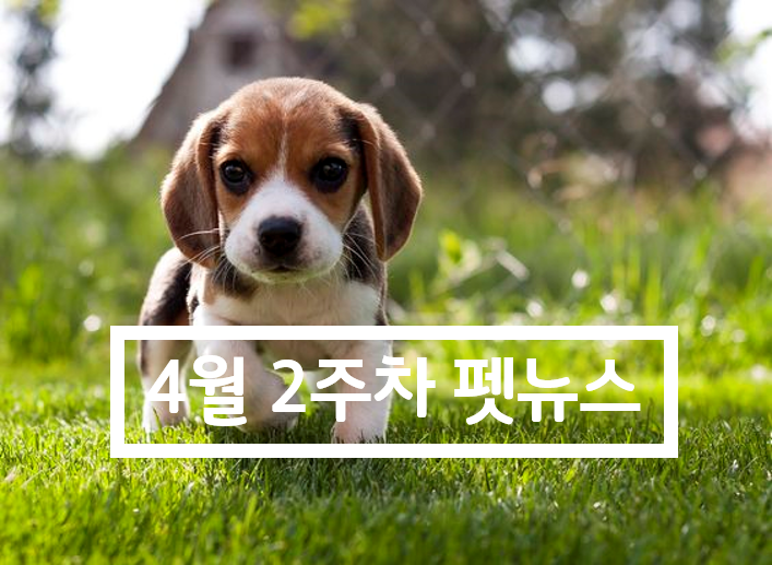  4월 둘째주_펫뉴스