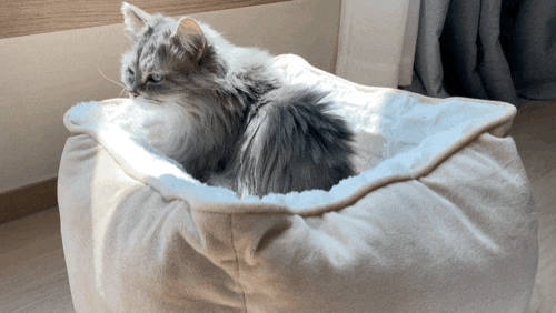  탄탄펫 고양이쿠션 : 고양이 마약방석에서 꿀잠