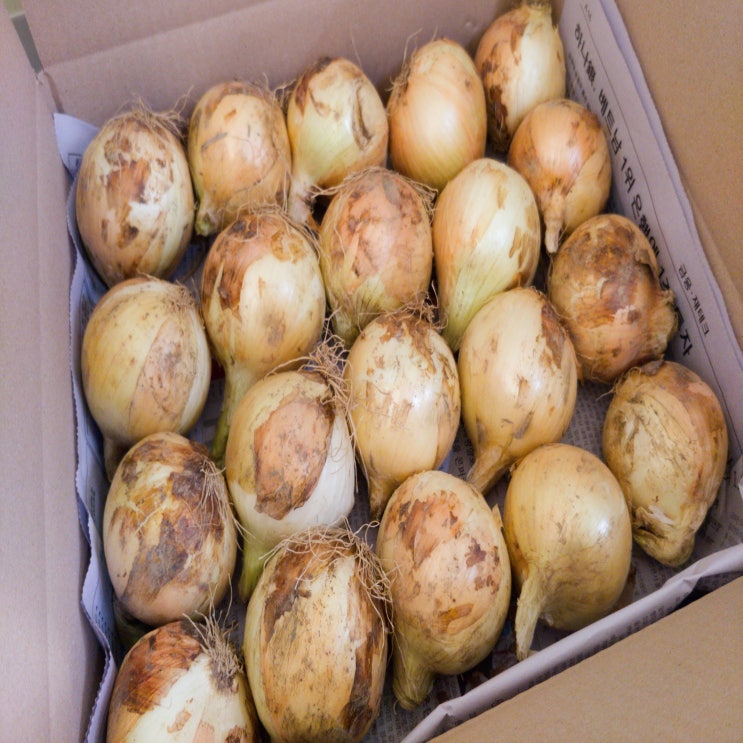 당신만 모르는 정가농장 황토 햇양파 10kg 5kg 3kg, 1박스, 3kg(대) 추천해요 당신만 모르는 정가농장 황토 햇양파 10kg 5kg 3kg, 1박스, 3kg(대) 추천해요