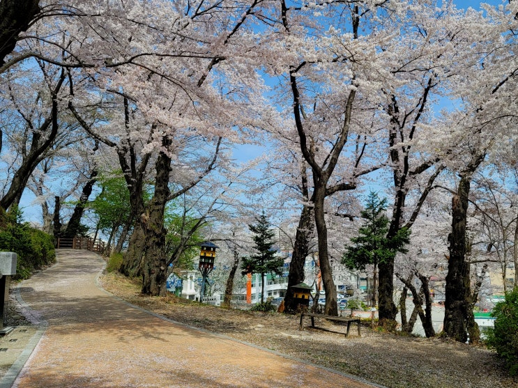 양양벚꽃 숨은명소 양양 현산공원 벚꽃