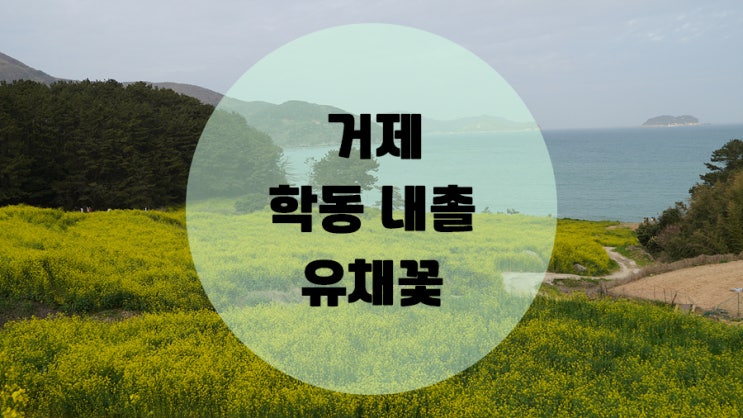  노란물감을 풀어놓은듯한 거제도 학동 내촐 유채꽃