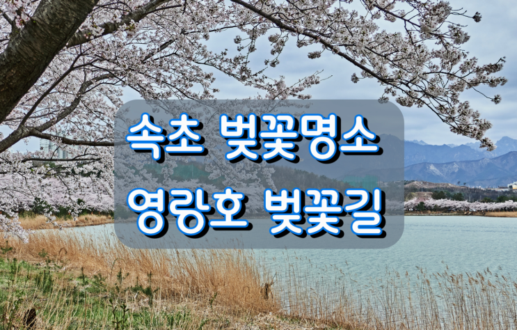 강원도 벚꽃명소 속초영랑호 벚꽃길