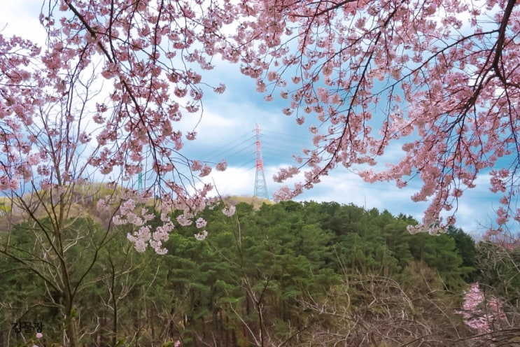  아름다운 벚꽃 