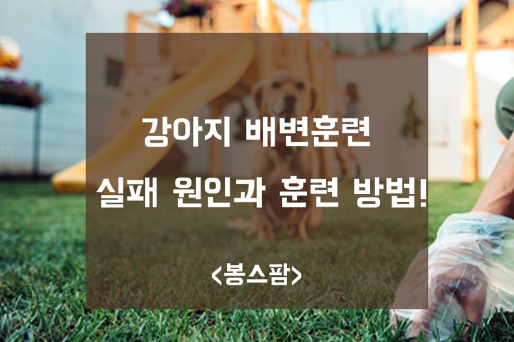 강아지 배변훈련 실패 원인과 훈련 방법!