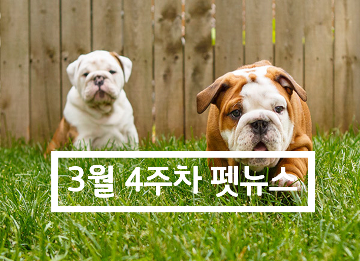  3월 넷째주_펫뉴스