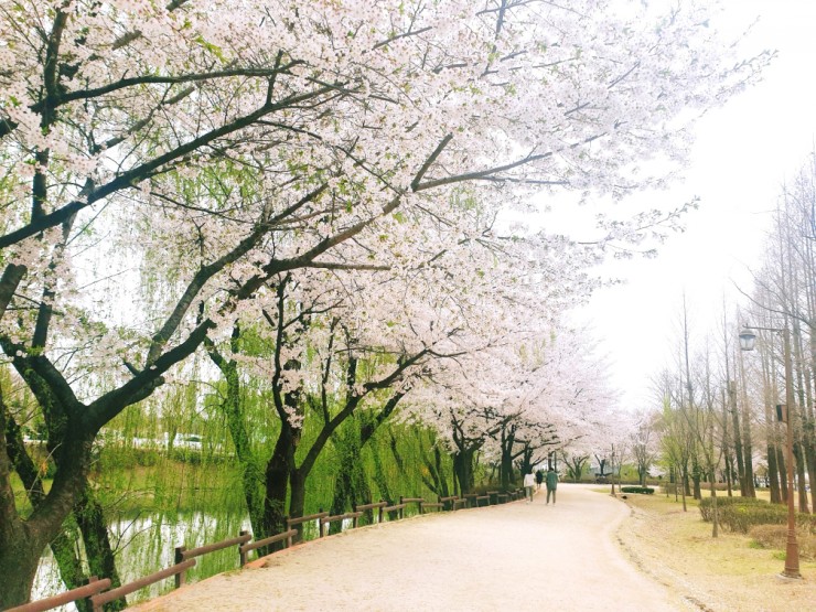 장자호수공원으로 벚꽃 구경 가즈아!