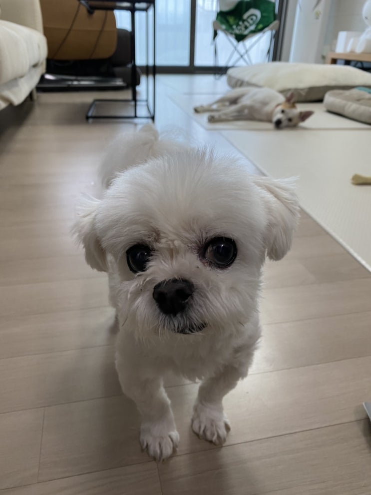  강아지들과 주말 보내기_강아지와 공놀이 그리고 강아지 산책
