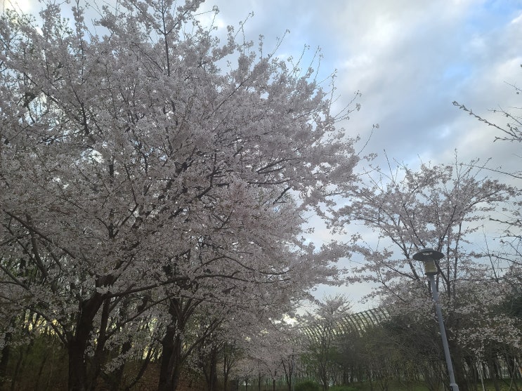 기형도문화공원 벚꽃