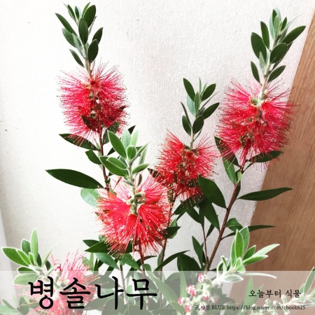  병솔나무 화분에서 키우기와 가지치기