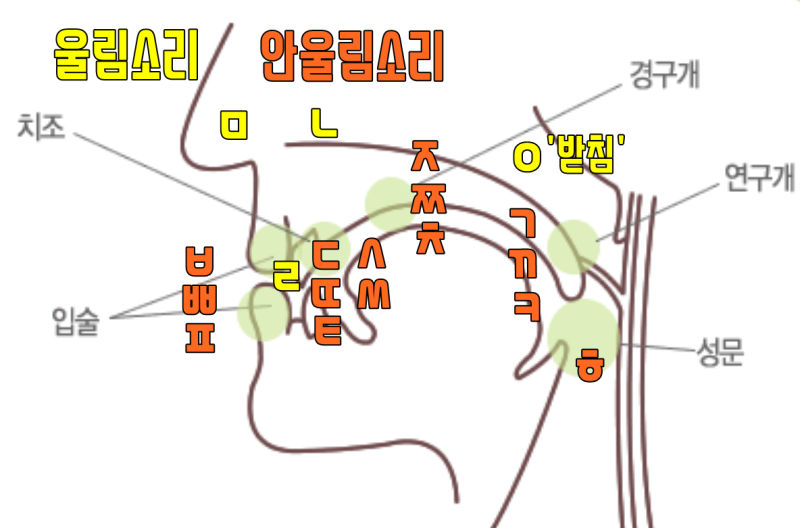 그림으로 알려 주는 조음위치 꼭 암기하자 : 네이버 블로그