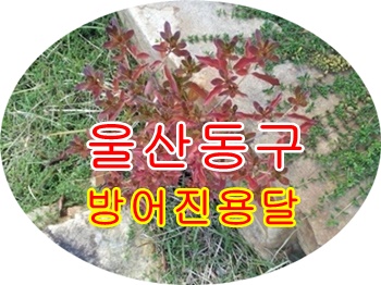 울산동구용달 방어진 양남.