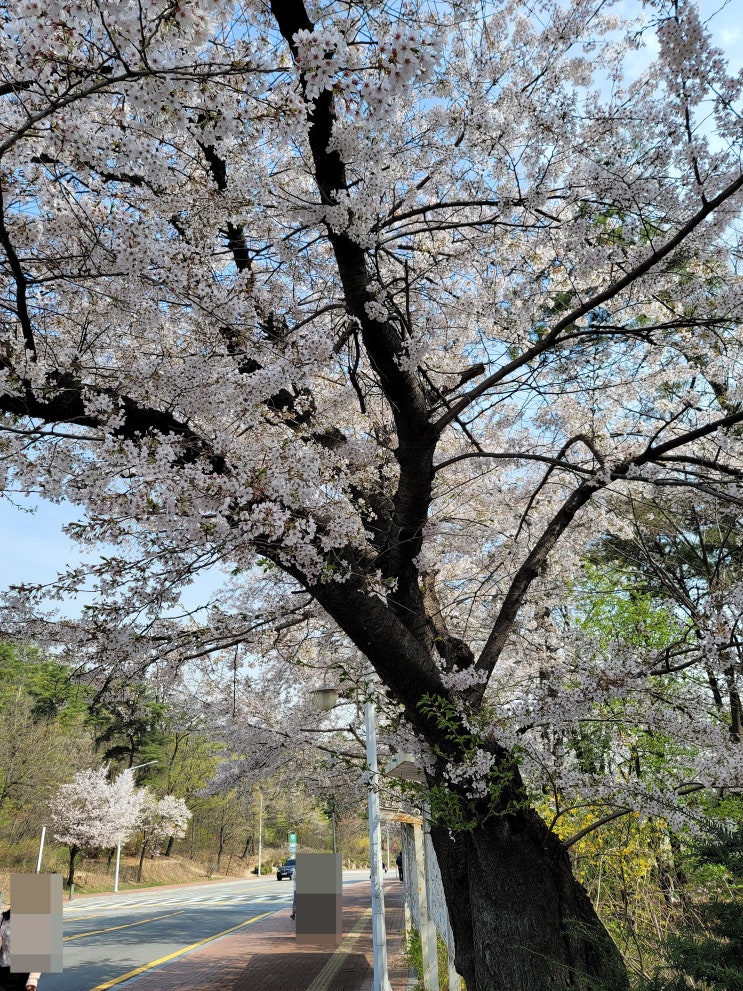  아직 벚꽃이 다떨어지지 않았어요!!