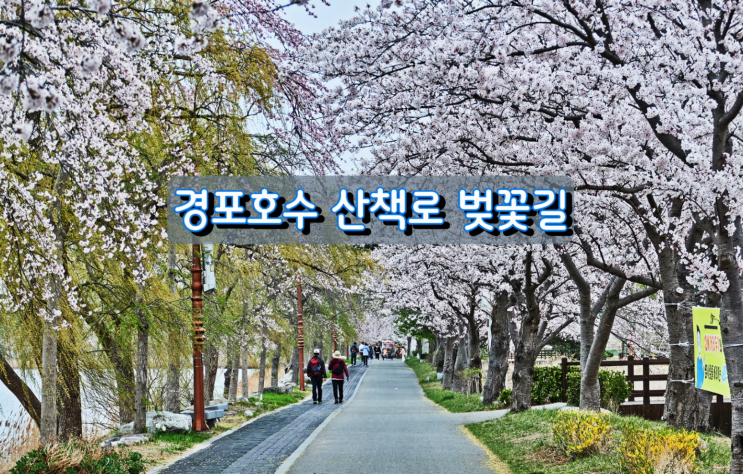강원도 인기여행지 경포호수 산책로 벚꽃 강원도 인기여행지 경포호수 산책로 벚꽃