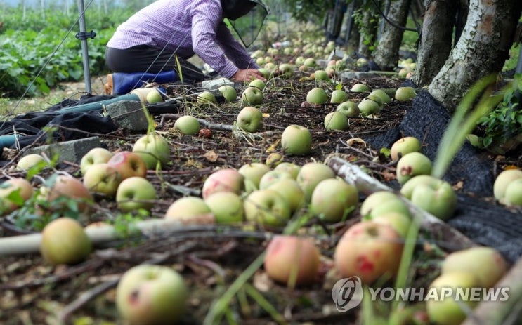 "기후변화 대비 농작물 등 재해보험 가입 의무화해야" "기후변화 대비 농작물 등 재해보험 가입 의무화해야"