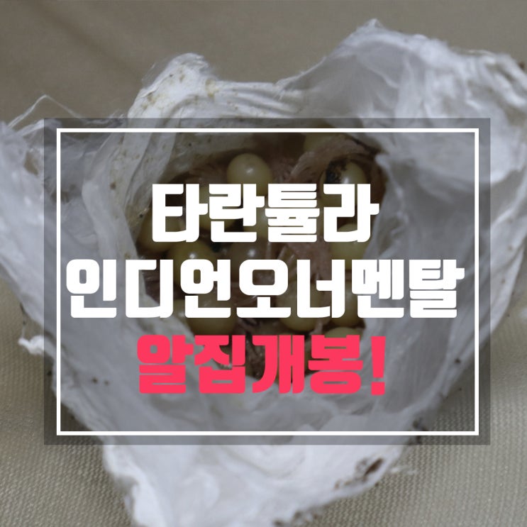  인디언 오너멘탈 알집 개봉 하는날