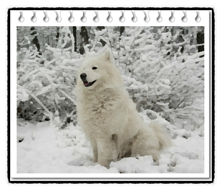  아메리칸에스키모도그(American Eskimo Dog)분양가격 및 품종에 대해