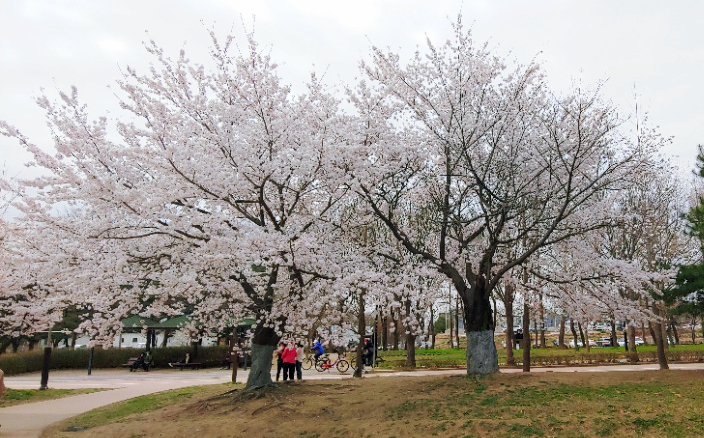  서울 근교 벚꽃 드라이브 고양시 일산으로 오세요