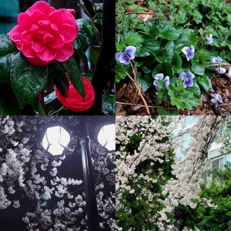  KT 프리미엄 싱글 결합 할인(인터넷 패밀리와 모바일 69,000원 이상 사용 시)