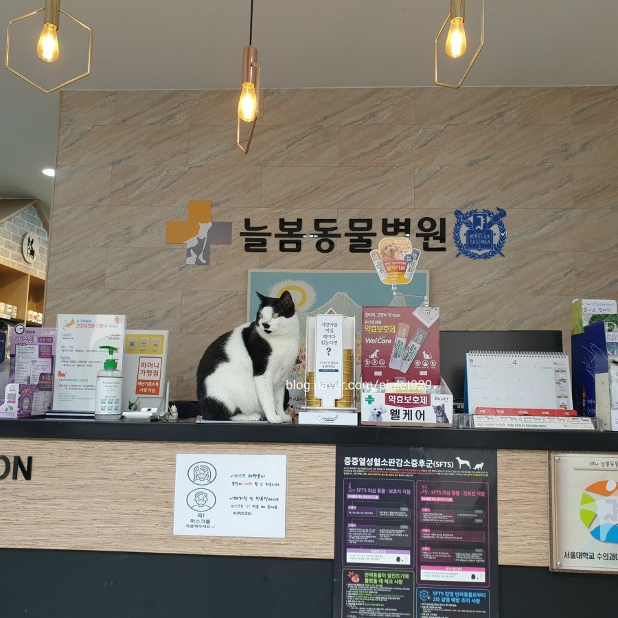 미사늘봄동물병원 사진 5