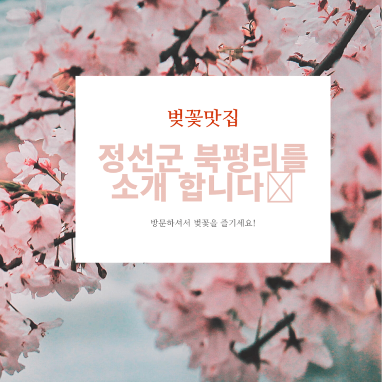 벚꽃맛집 추천 정선군 북평면, 북평리 보리밥 맛집 번영식당