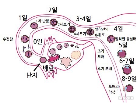  [언제만나니] 배란과 수정, 착상 기간 알아봐요