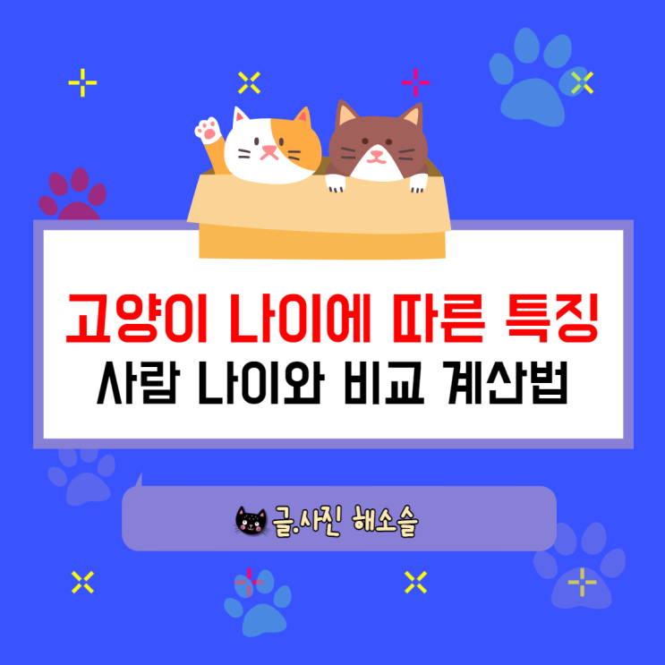  고양이 나이에 따른 특징(사람 나이와 비교 계산법)